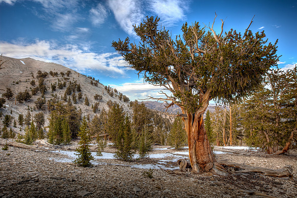 Bristlecone Pines at Patriarch Grove - Two