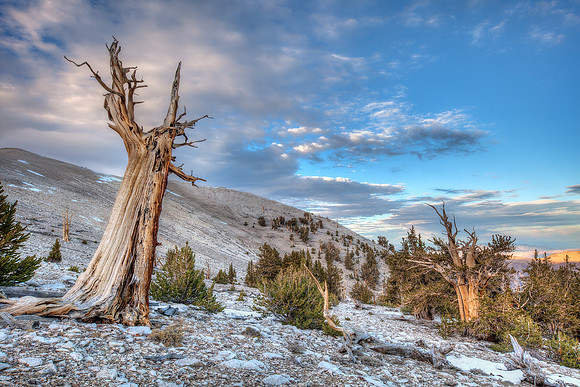 Bristlecone Pines at Patriarch Grove - Three