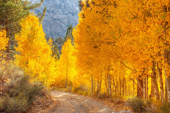 Aspens on June Lake Loop - One