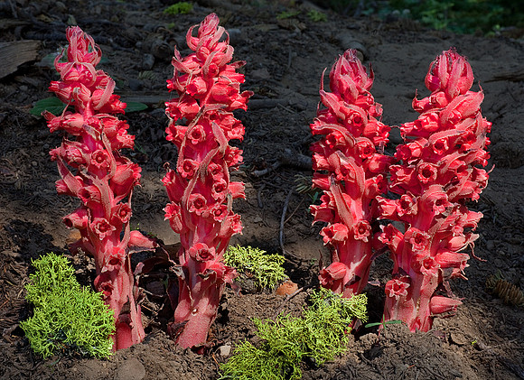 Snow Flowers Along the Pacific Crest Trail