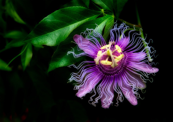 Passion Flower de Espada