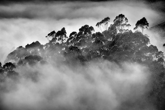 Eucalyptus In Mist
