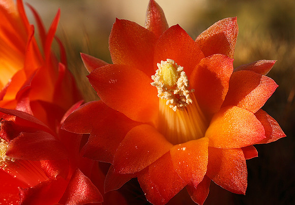 Cactus Flowers - One