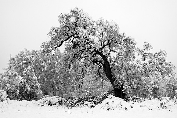 Tree Heavey With Early Winter Snow