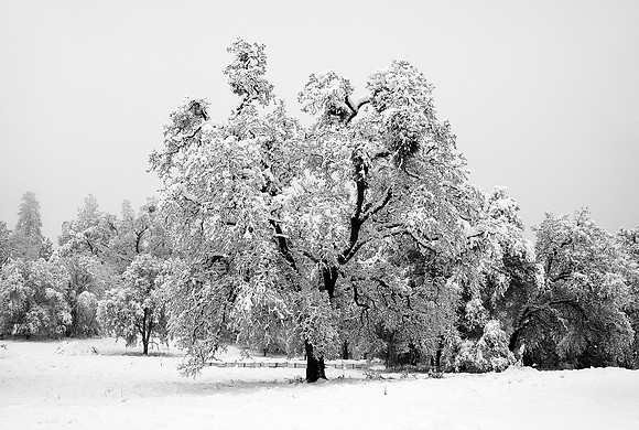 Oak Heavy With Early Snow