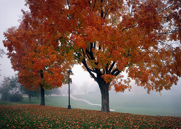 Maple at Vollrath Bowl