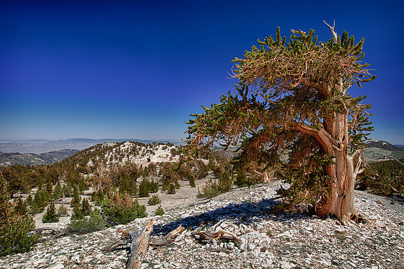 Bristlecone At Patriarch Grove