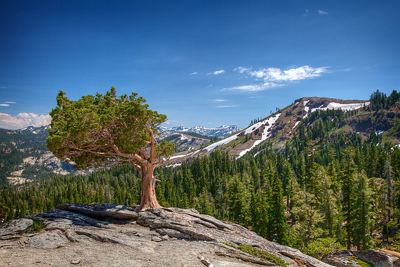Tree On Donner Dome - One