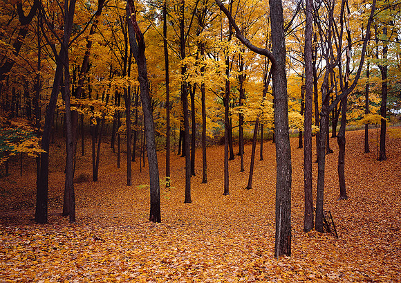 Mr. Weinbauer’s Sugar Maples