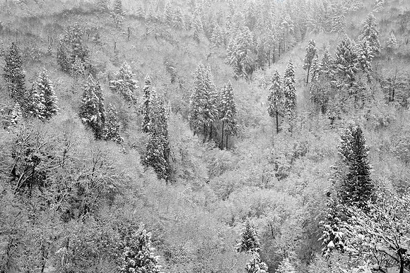 Whiteout In The Foothills