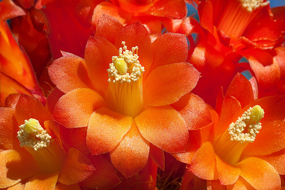 Catus Flowers - Two
