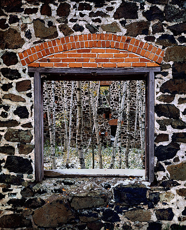 Window On Birches