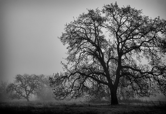 Oak in Fog – One