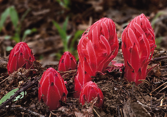 Snow Plant - One