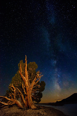 Bristlecone And Milky Way