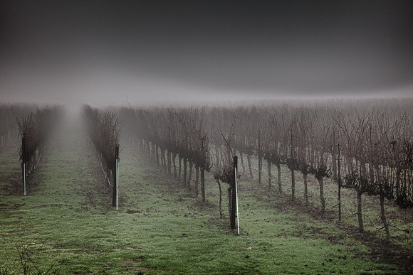 Vineyard In Fog - One