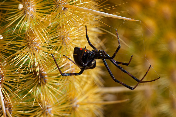 Black Widow