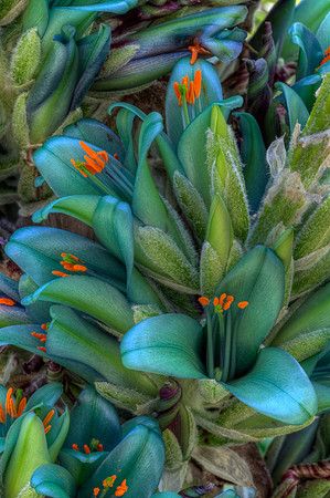 Turquoise Puya