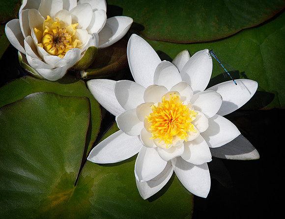 Water Lily & Dragonfly
