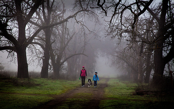 Early Morning Walk in the Fog