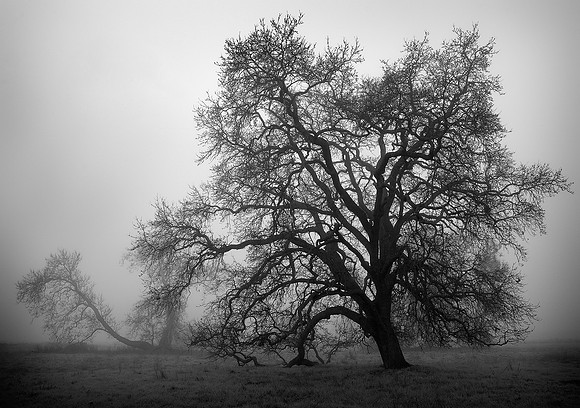 Oak in Fog – Two